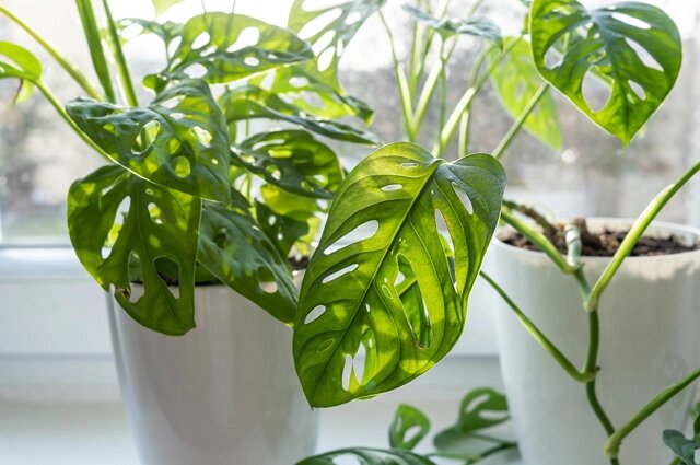    Монстера. Фото: istockphoto.com