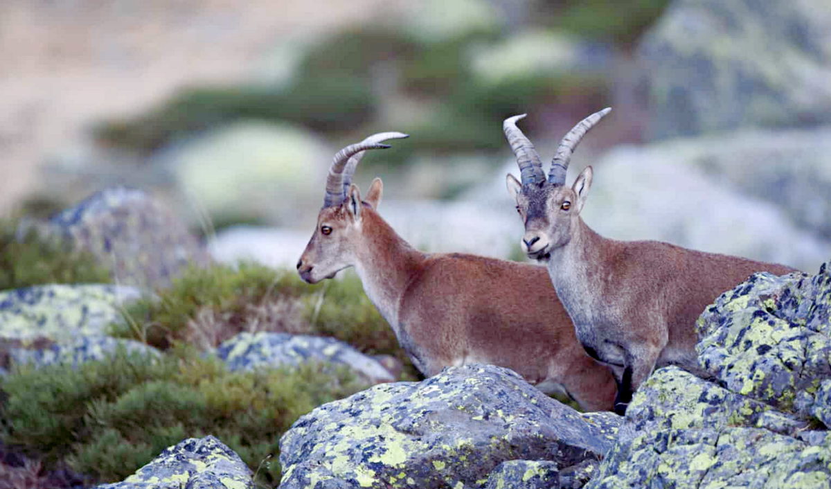 Последним представителем вида была самка Селия из национального парка Ордеса-и-Монте-Пердидо. Источник фото: treehugger.com