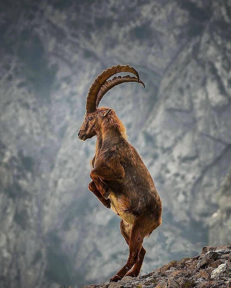 Фото из Яндекса