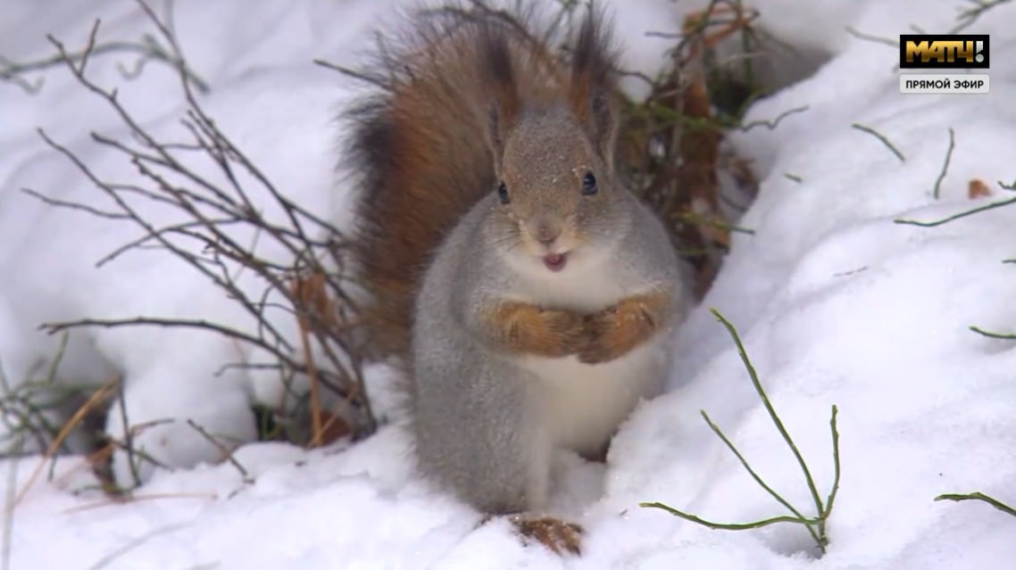  Скрин трансляции МАТЧ ТВ. 