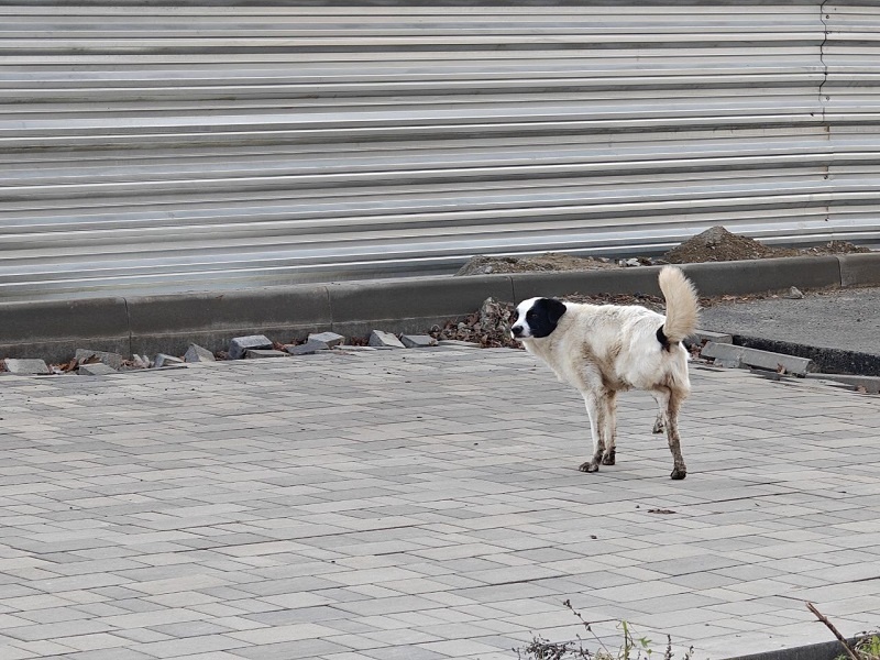    Фото: Юрий Серебренников/BFM Кубань