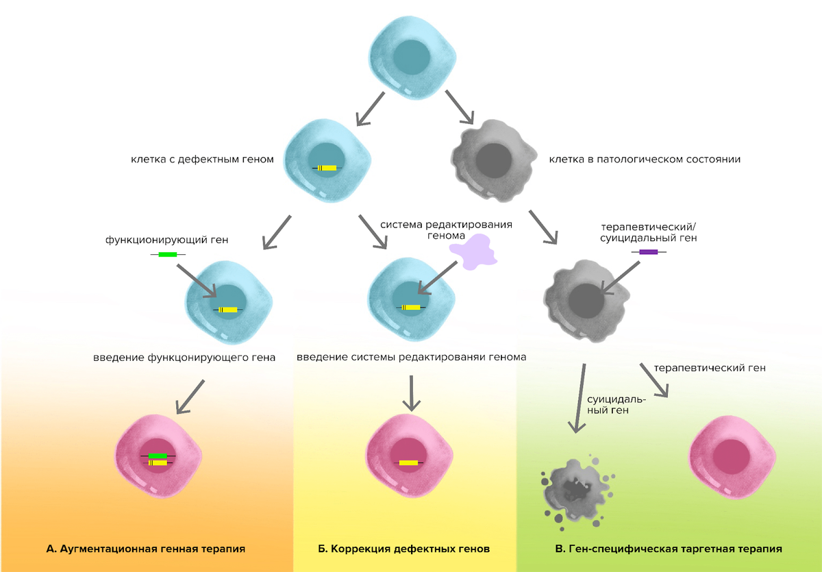 Некоторые стратегии генной терапии. 1. Ввести в клетку новый правильный ген; 2. Исправить «сломанный» ген; 3. Ввести определенный ген, чтобы вызвать определенный терапевтический эффект.

Иллюстрация Александры Мартыновой.