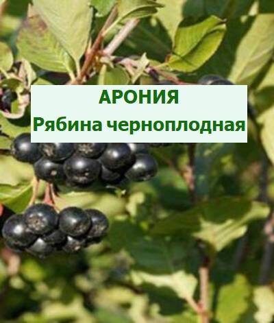 черноплодная рябина арония