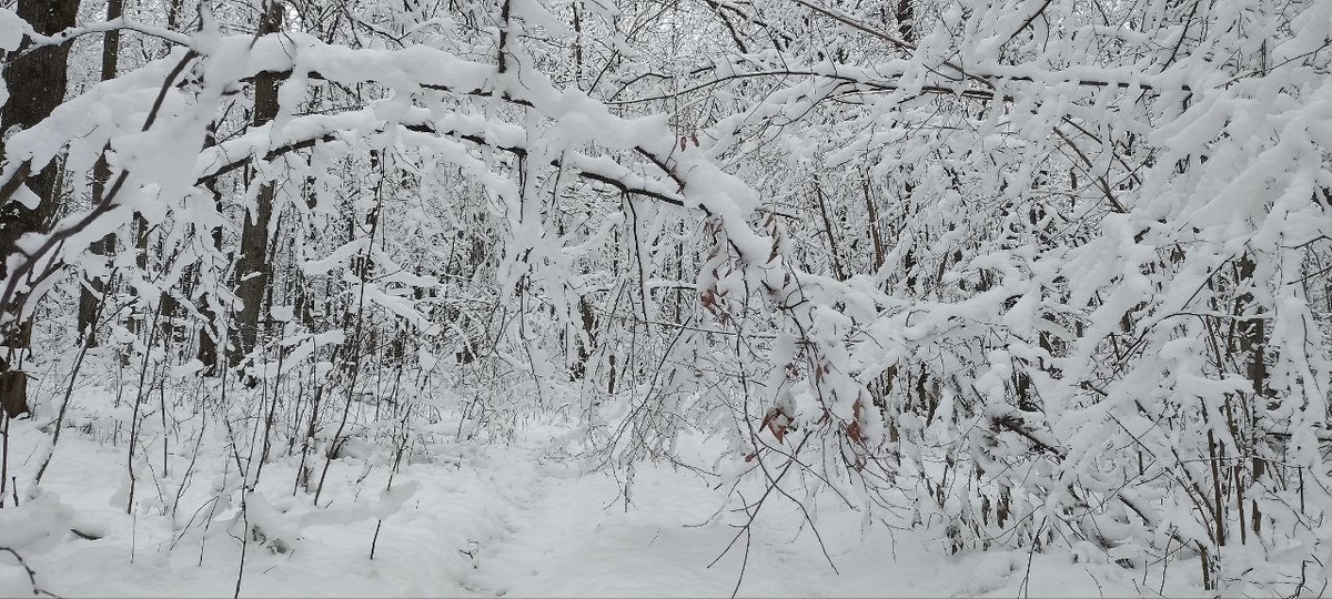 Лесная дорога. Фото автора