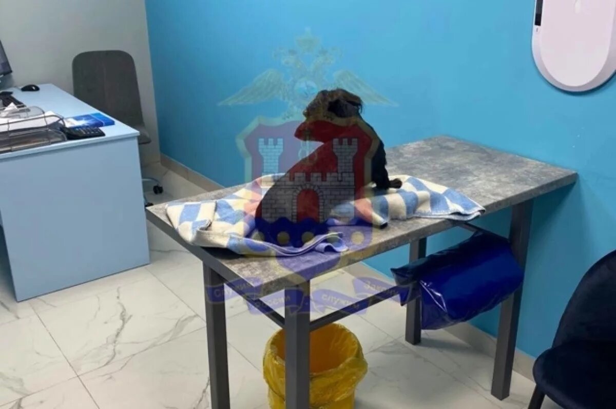    Калининградец избил свою собаку, медленно выполнявшую его команды