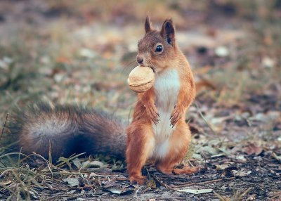 На снимке: вот она такая, новоселица. Или новосел?