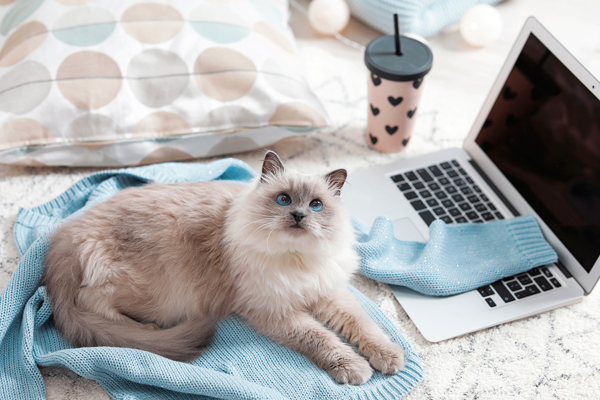 New Africa / Shutterstock / FOTODOM📷Cпать на вещах владельцев является для кошек способом обозначить свою собственность