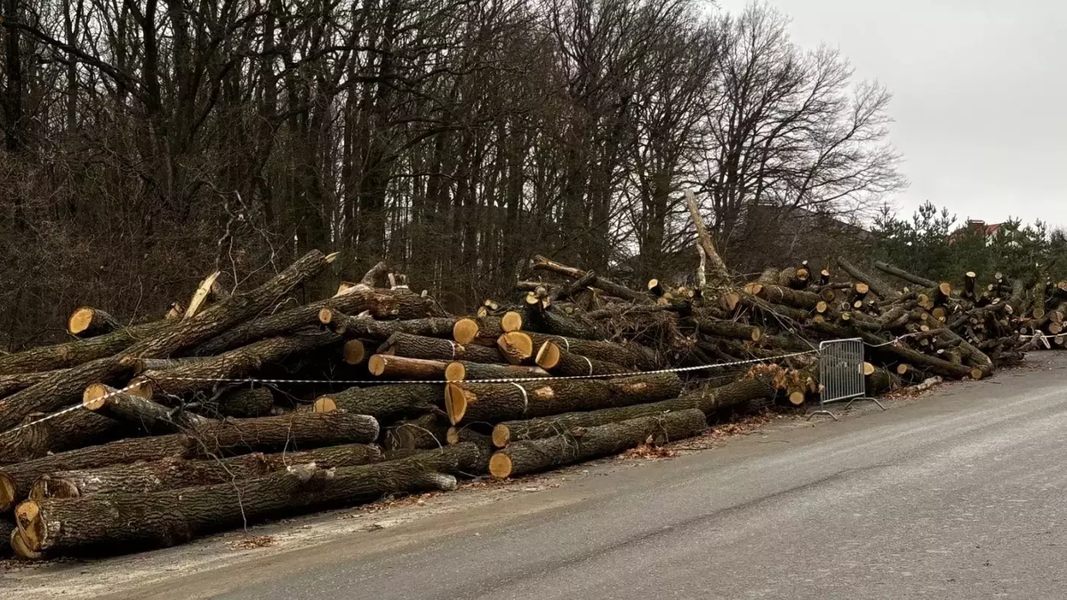 Фото: пользователь Владимир Николаевич в ВК. страница Вячеслава Гладкова. Срубленные деревья у «Олимпии»