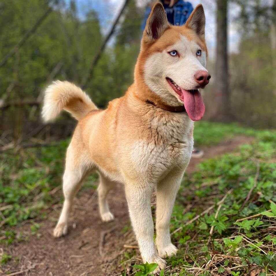 WINTERSPRING YUNIKO YUNIKORN