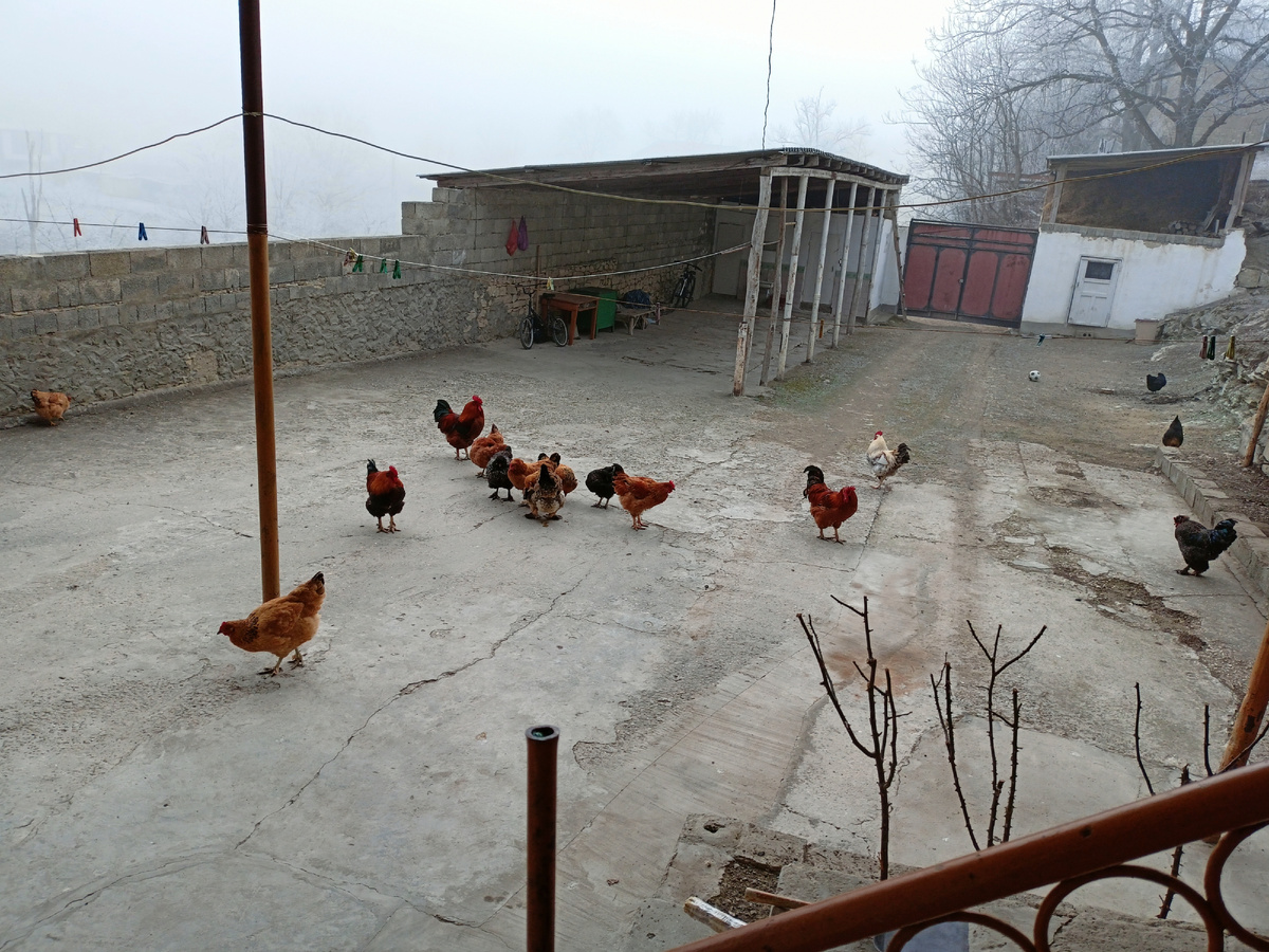 Фото автора: типичный частный двор с курицами в горном селе (Дагестан, январь 2024)