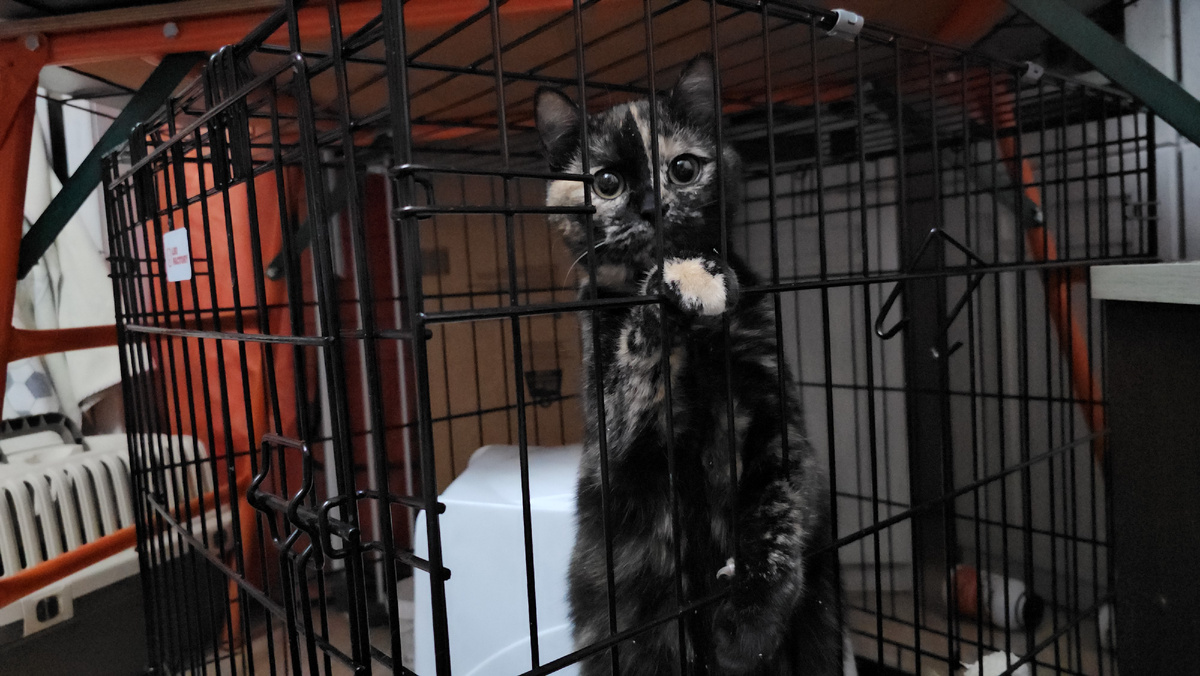 Фото автора. Девчуля.