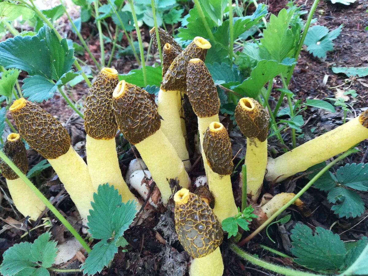 Рhallus costatus (весёлка хрящеватая)