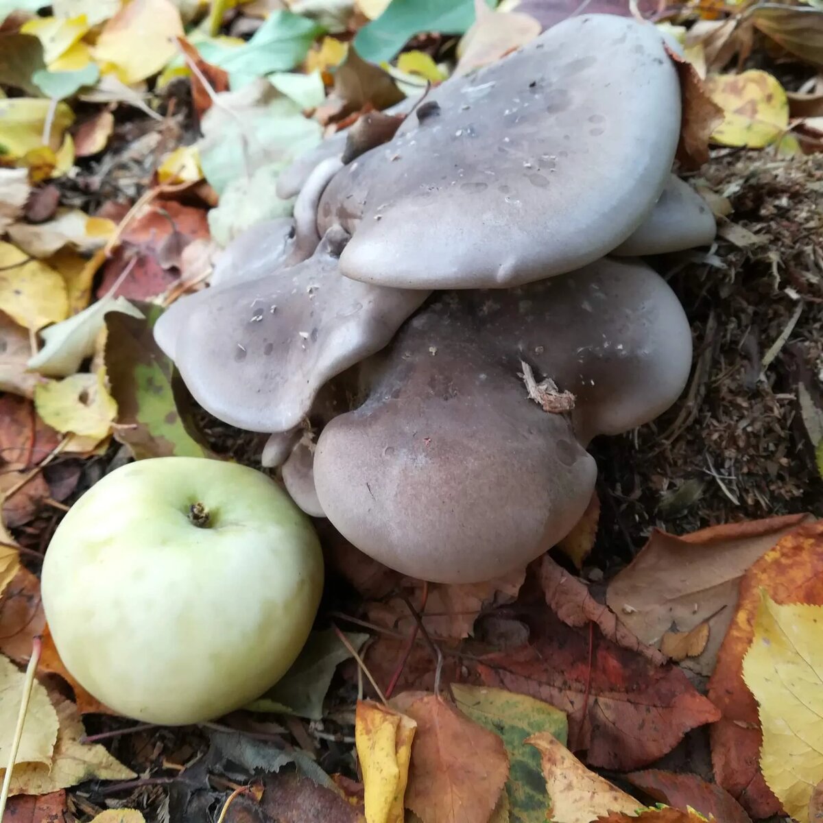 Рядовка серая