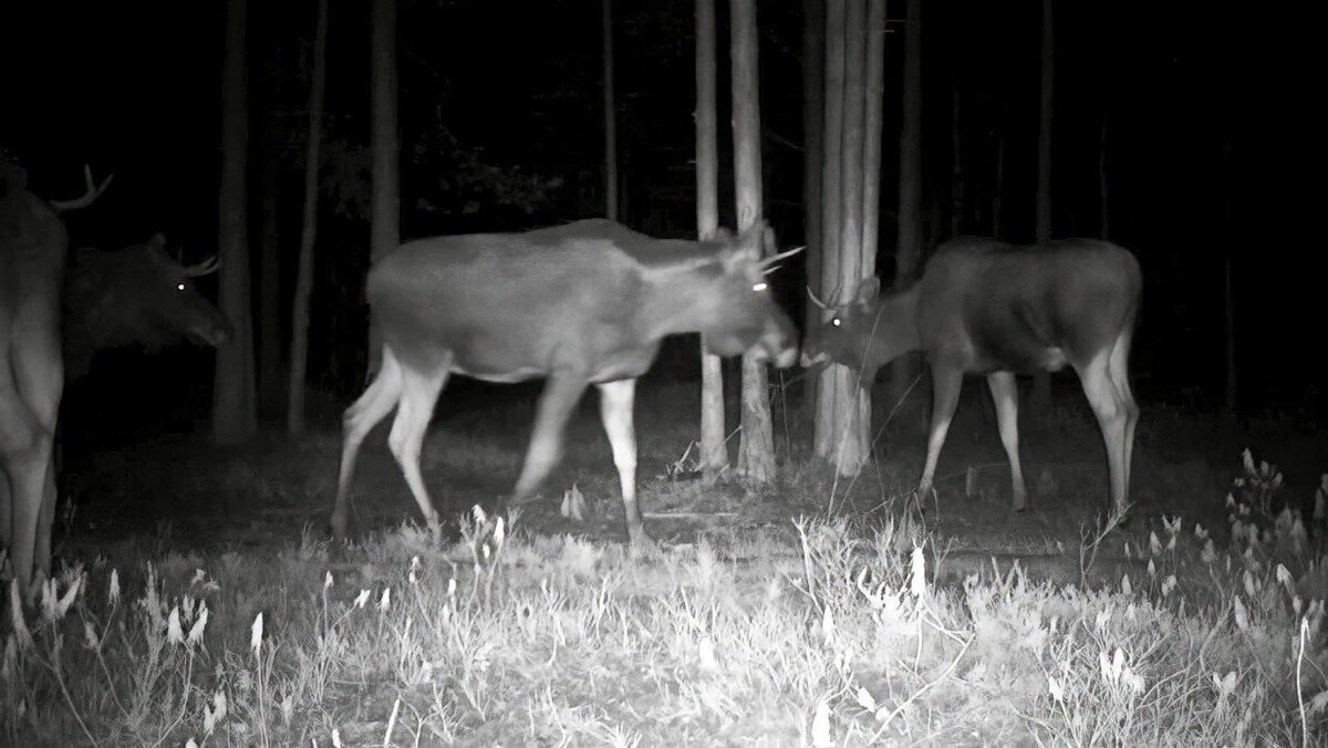    Фото: t.me/kazdoytvaripopare