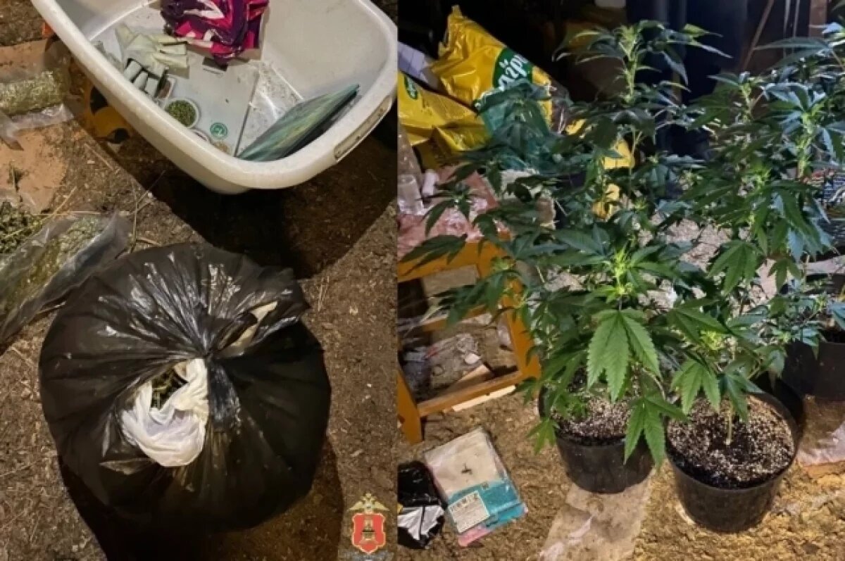    Житель Тверской области устроил на чердаке ферму по выращиванию наркотика