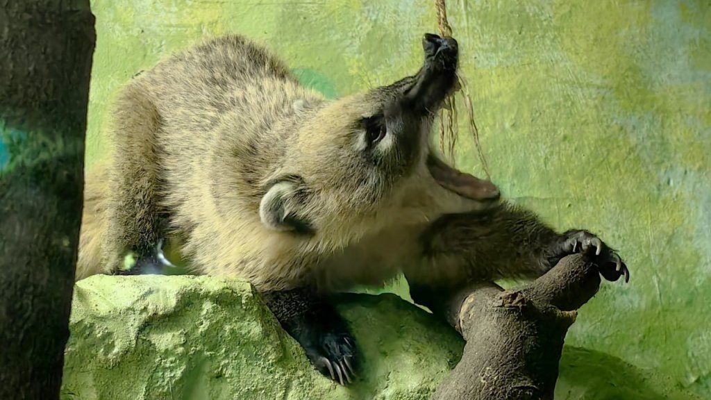    Фото: Екатеринбургский зоопарк