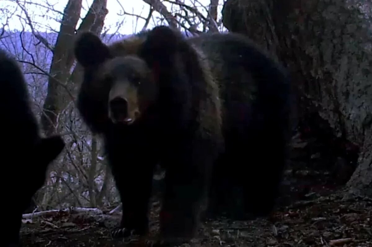    На Камчатке медведь задрал замдиректора золотодобывающей компании