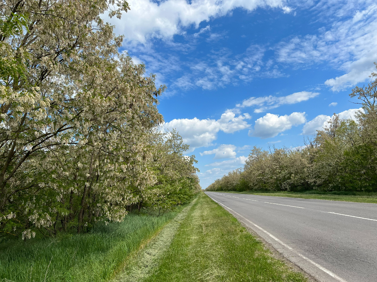 Акации в цвету