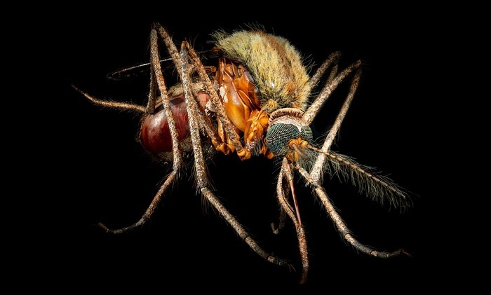    Укус комара - вместо прививки от малярии