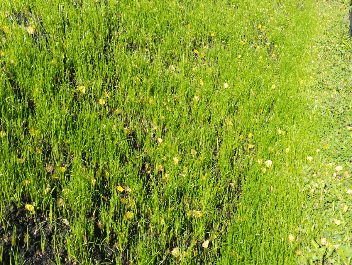 Прошло меньше месяца, газон нежно зеленеет в середине сентября