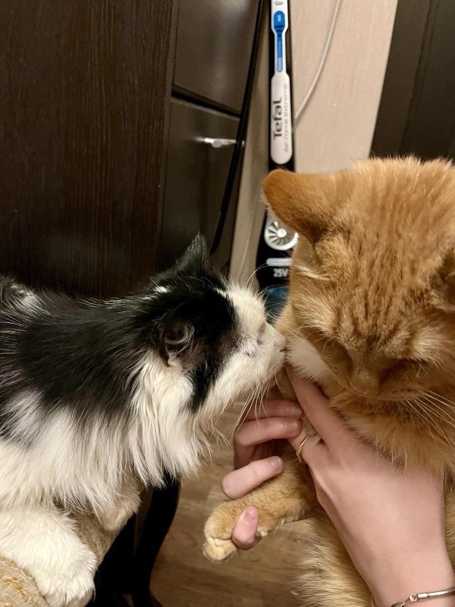 Рыся сам боится.