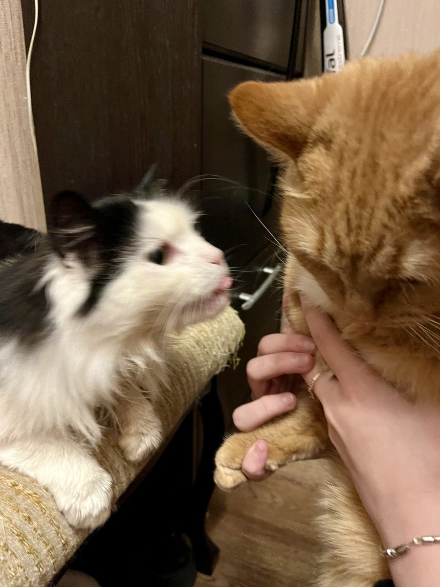 Дай поцелую. 