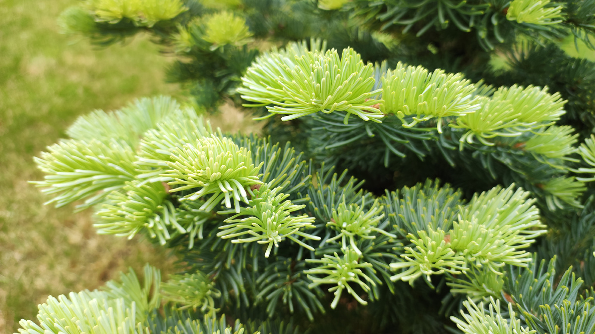 Abies lasiocarpa Compacta