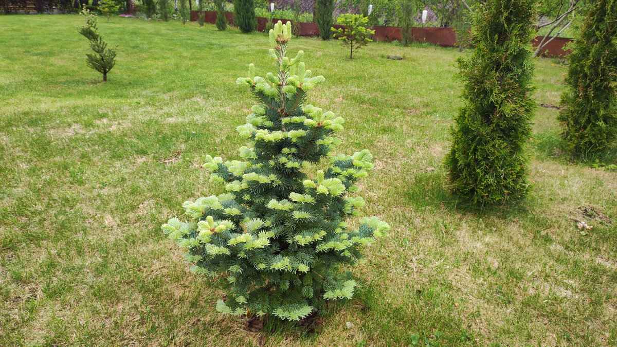 Пихта субальпийская Компакта в нашем саду