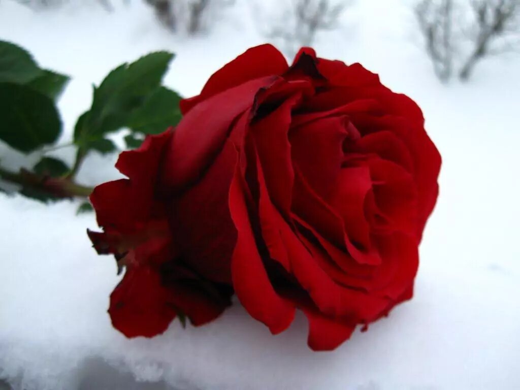 Шошана (роза)