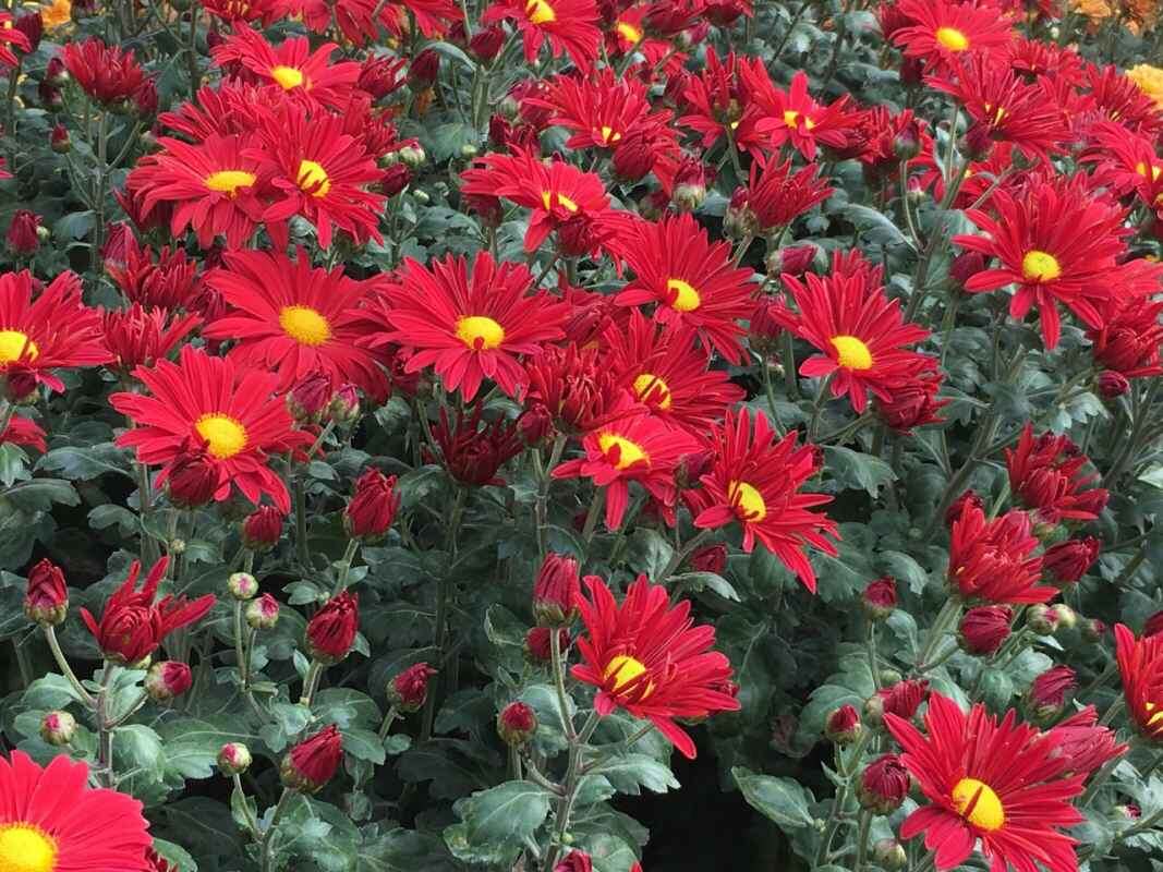 Хризантема «Героям Донбасса» // Фото с сайта Никитского ботанического сада