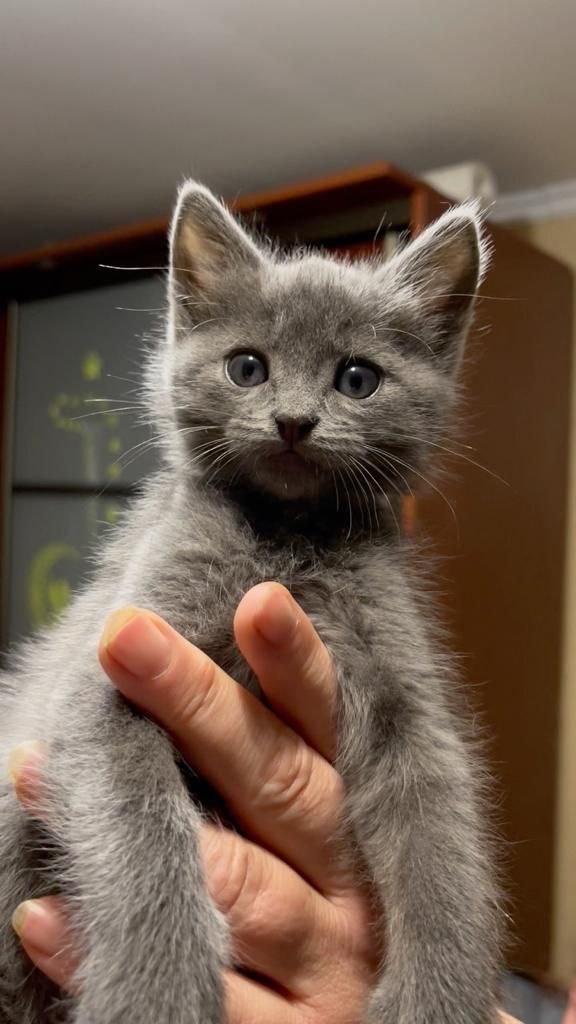 Ну за сто штлафы? Не за сто, дорогуша, а за двести и даже тлиста))