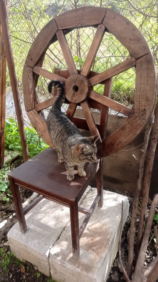 кошка Мышка...