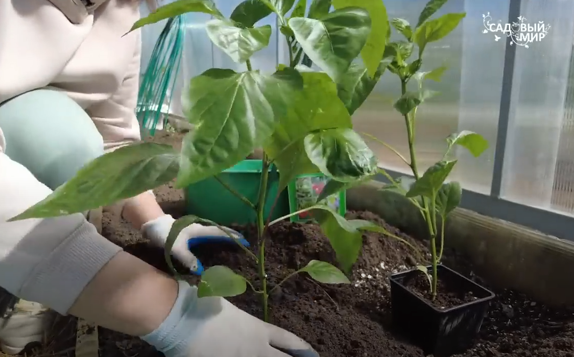 схема посадки перца в теплицу