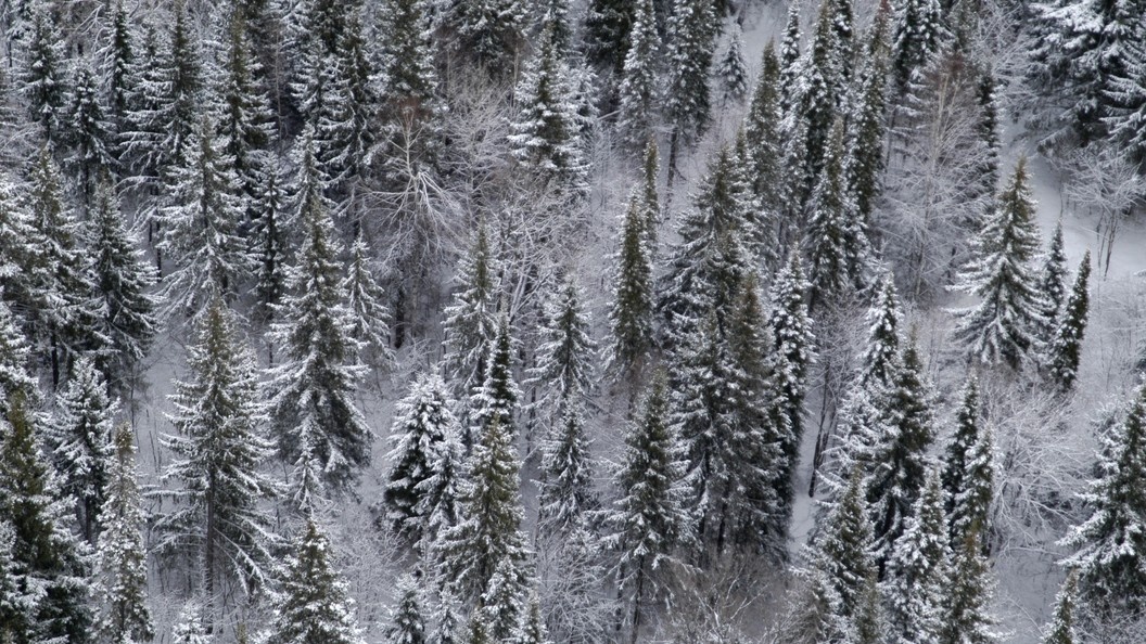    Фото: Serguei Fomine/Russian Look/Globallookpress