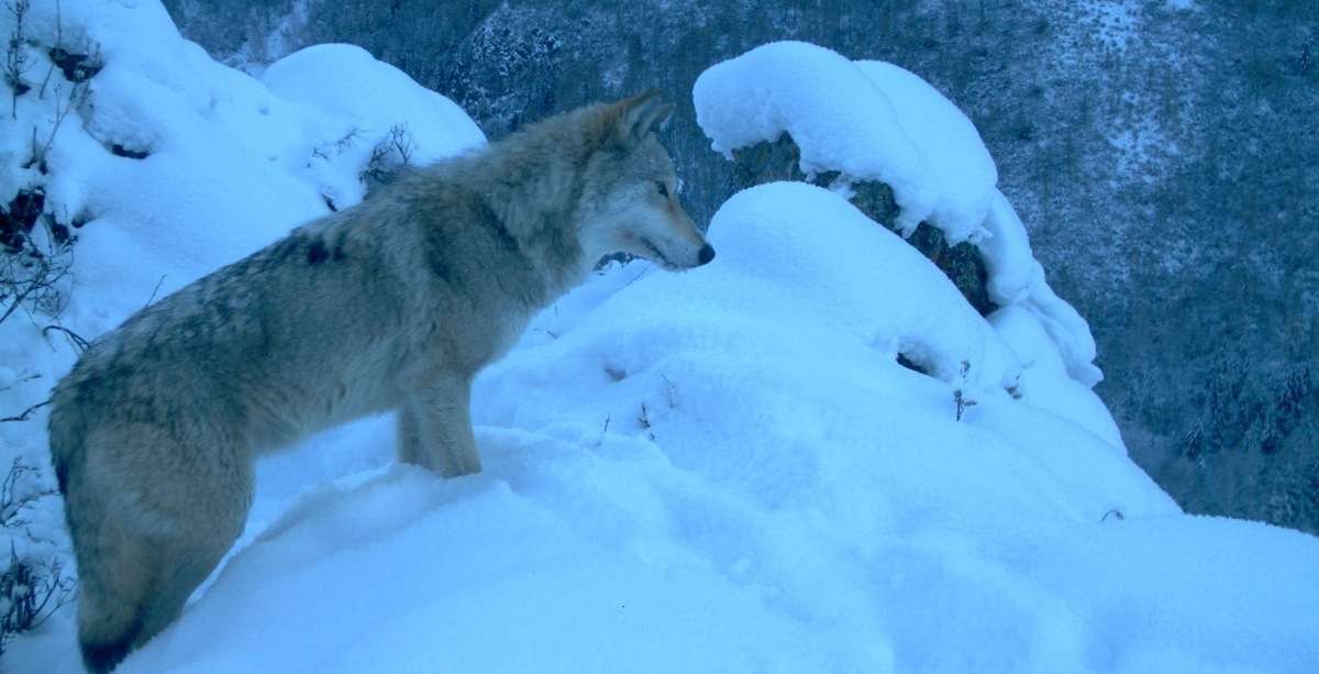 В «РУВИКИ» уже готова статья об Алтайском государственном природном заповеднике.  Фото: из фотоловушки / Дикая природа России / nature.kremlin.ru