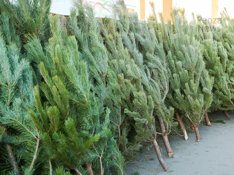    © Фото из архива ИА «PenzaNews»