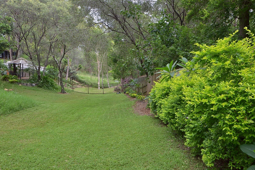 Нижняя лужайка нашего двора, фото январское, т.е. с прошлого лета