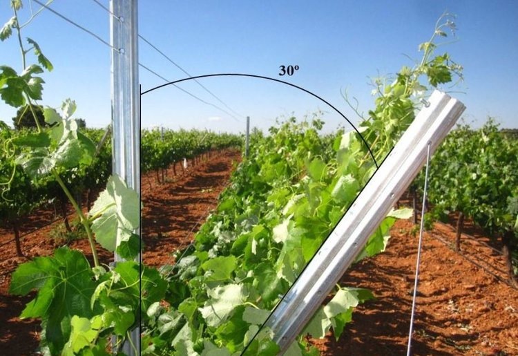    Ориентация виноградных лоз на запад улучшает их адаптацию к изменению климата и качество вин