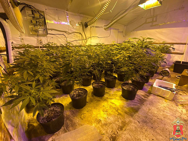 В Тверской области ликвидировали ферму по культивированию марихуаны