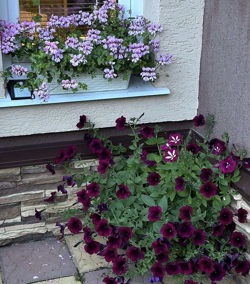 Петуния 2024г