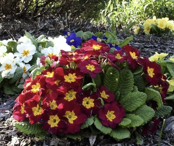 Примула обыкновенная