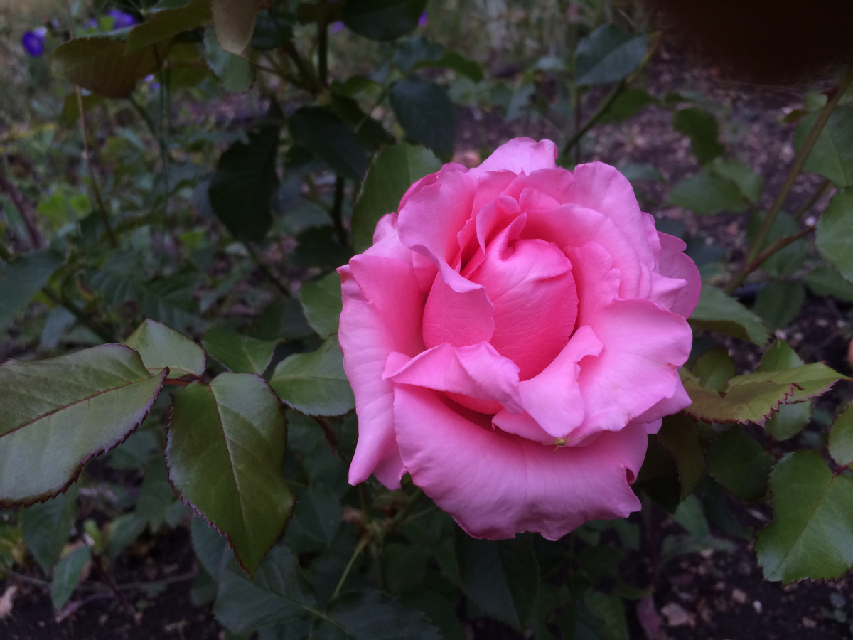 можно листать