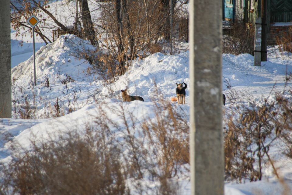    Бродячие собаки . Источник: Виталий Барабаш