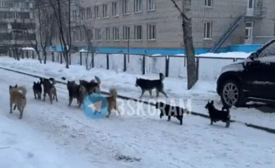    Стая собак в Бийске. Источник: "Бийск 22"