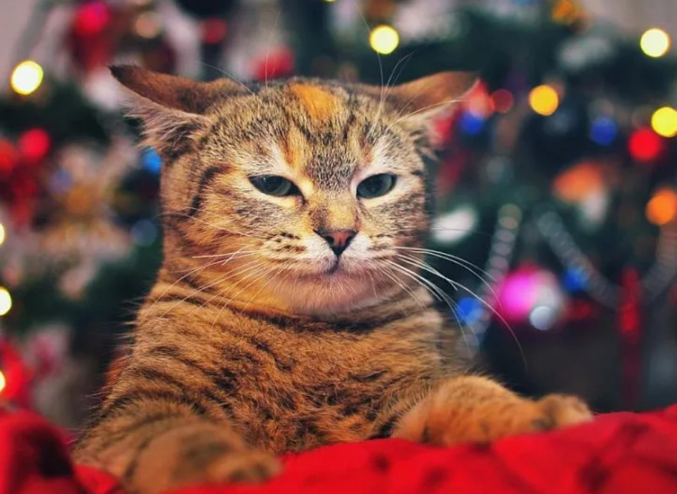 Яндекс.картинки для обложки