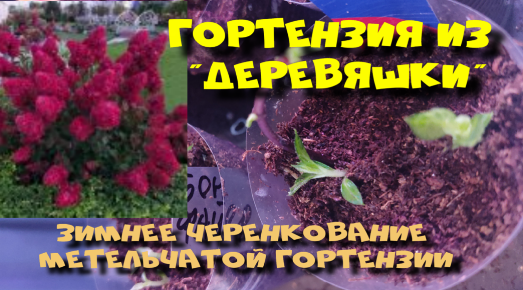 КАК УКОРЕНИТЬ ГОРТЕНЗИЮ ДЕРЕВЯННЫМ ЧЕРЕНКОМ?