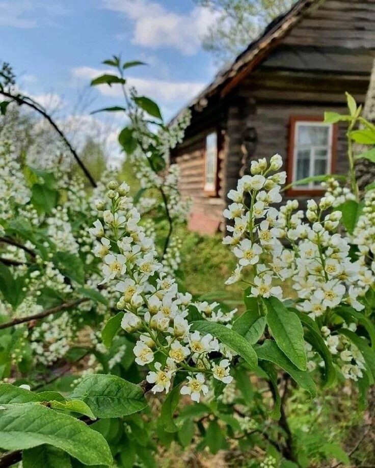 Картинка от Pinterest