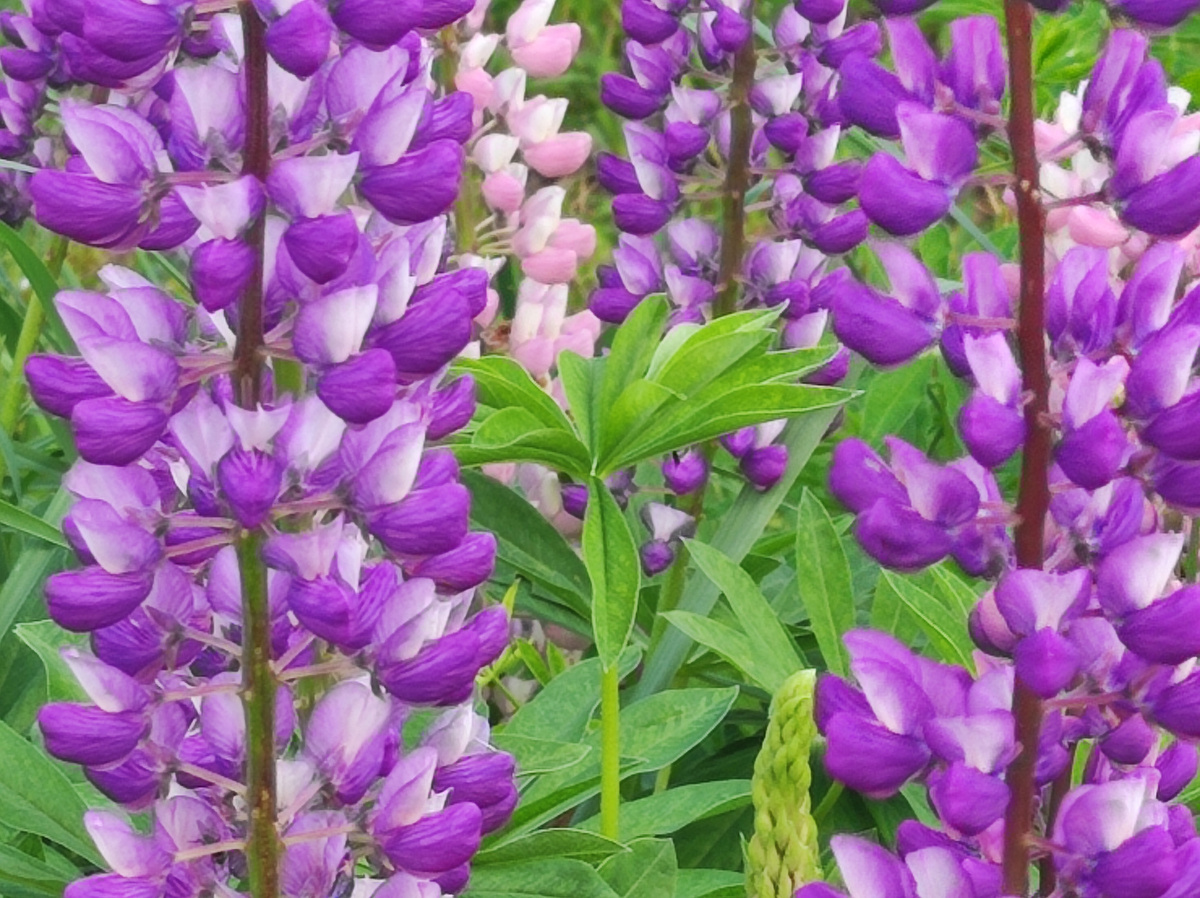 Фото автора, люпины двухцветные, июнь 2023 года