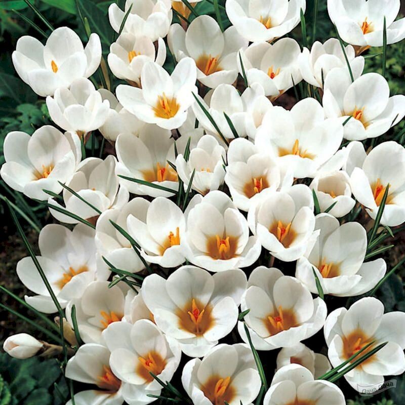 Фото взято из открытых источников