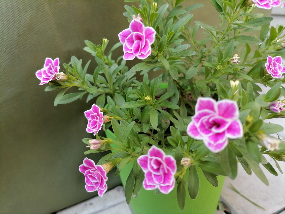 Калибрахоа Superbells Sweet, фото автора